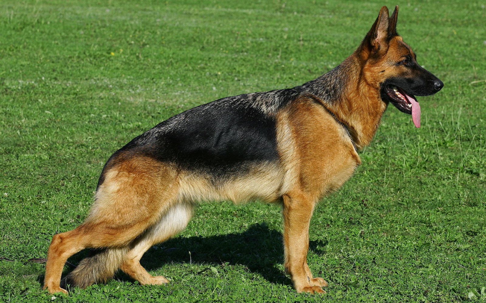 Fakta Anjing German Shepherd atau Anjing Herder