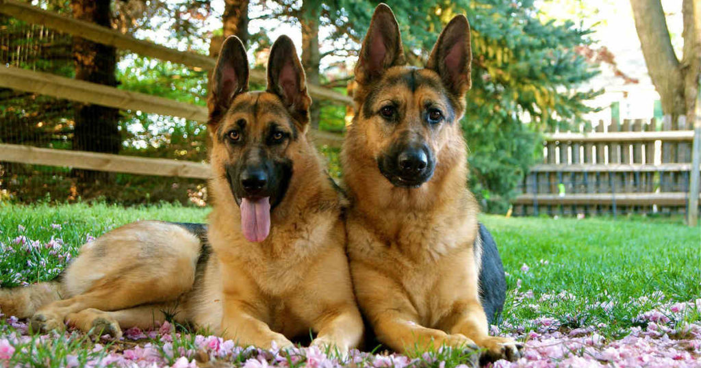 Inilah 4 Karakter Penciri Anjing Jerman Sheperd yang Menarik untuk Diketahui